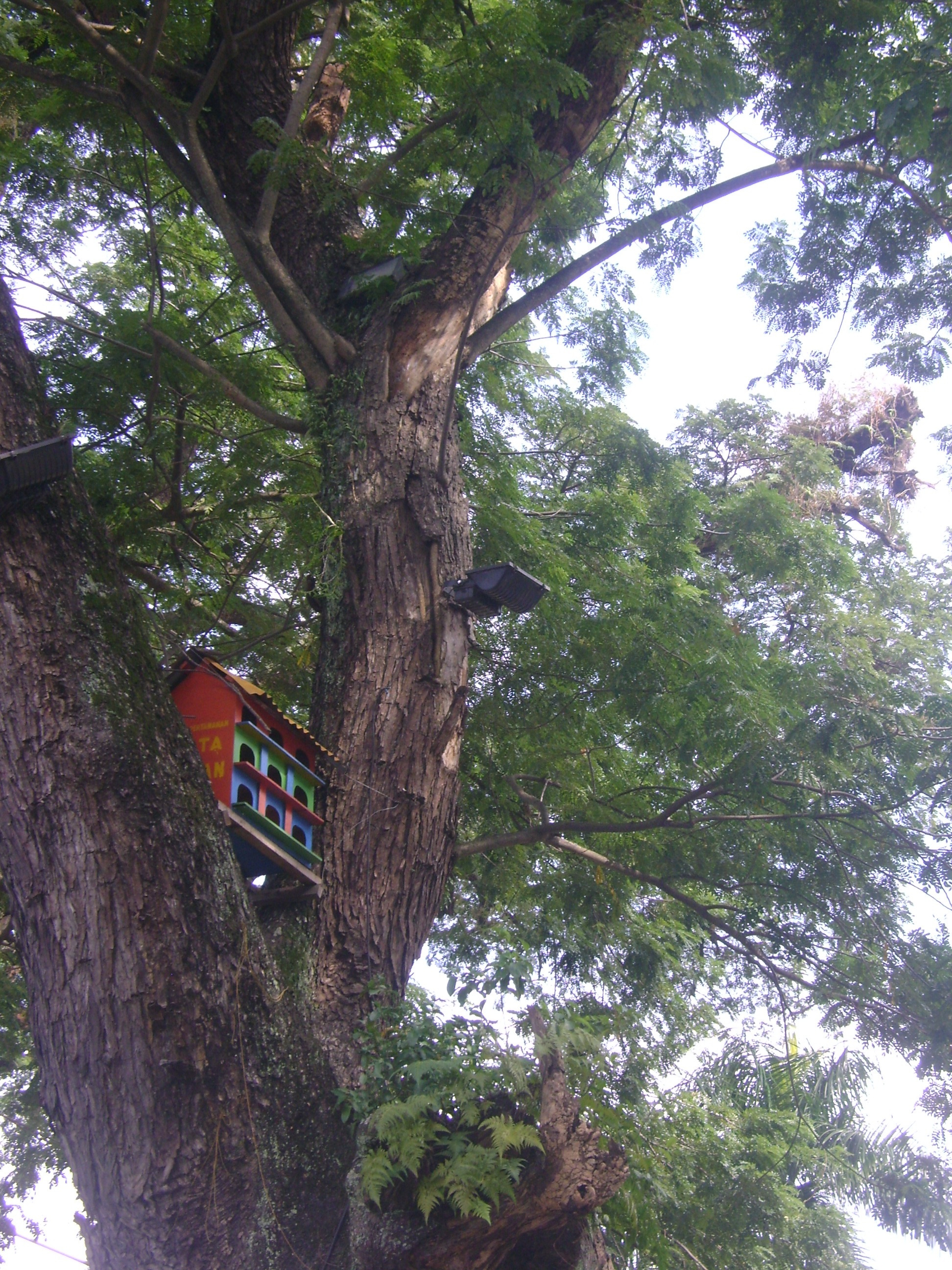sukaa.. di tepi lapangan ada rumah burung di pohon rimbun ;)